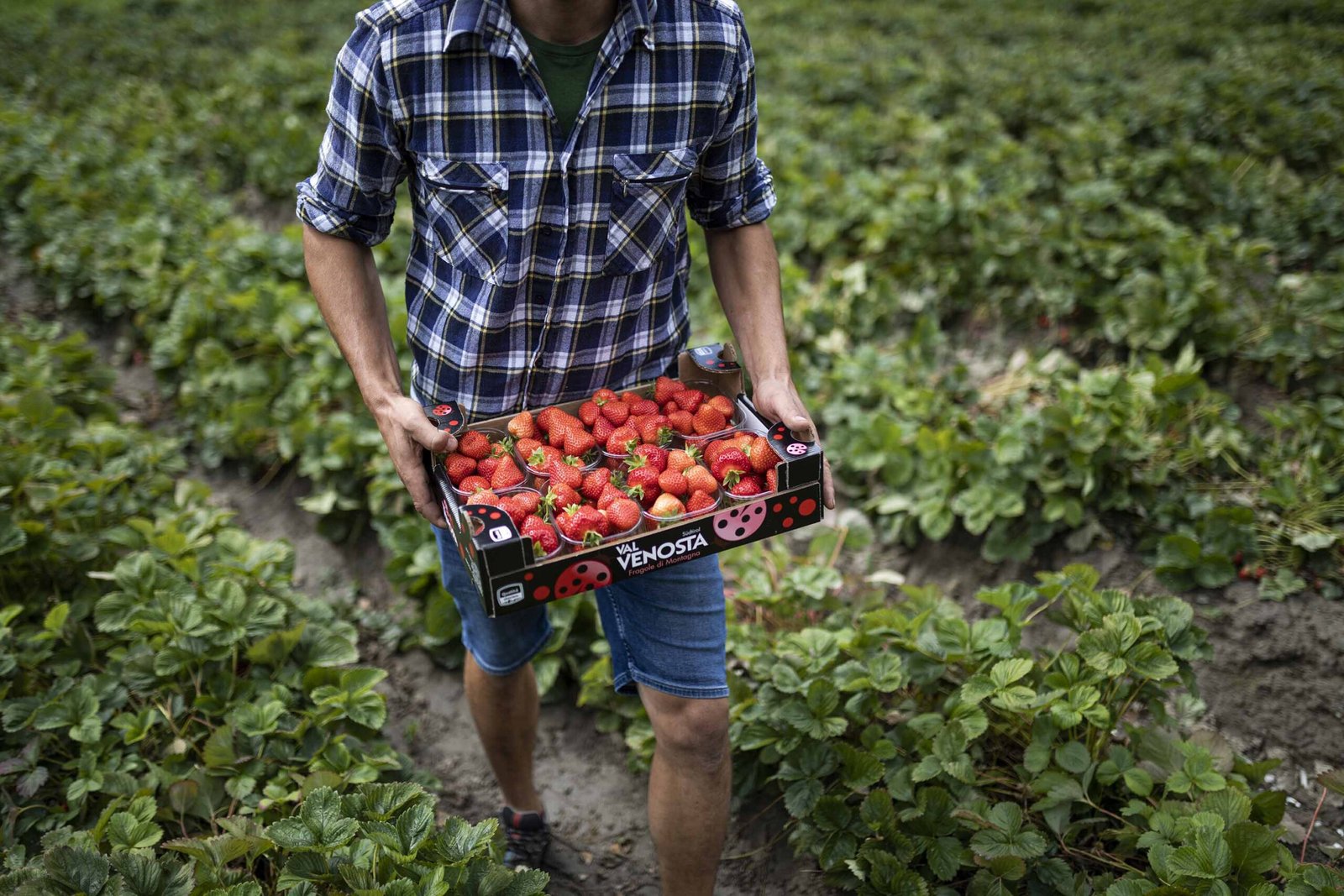 Chasing Alpine Strawberry Trails in Italy’s Val Venosta